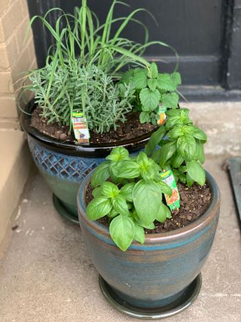 Community garden
